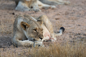 a close-up of a lioness