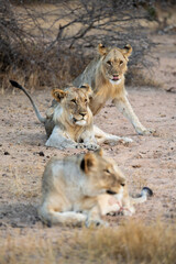 a lioness with her two sub-adult male cubs