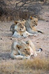 a lioness with her two sub-adult male cubs