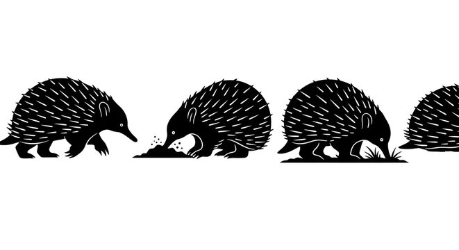 A group of echidnas isolated on white background are foraging for food