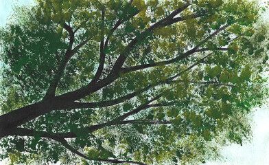 Acrylic painting nature background of tree with blue sky on paper. View from below. Illustration for spring, autumn, season and tropical concept. Hand painted texture style.