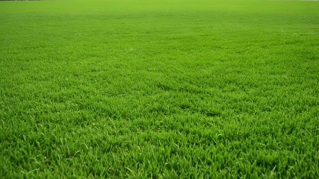Lush green grass swaying gently in the breeze perfect for backgrounds and nature scenes, vibrant and refreshing spring growth