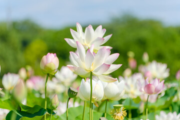 Fototapeta premium 夏の青空に映える白とピンクの蓮の花