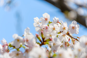 春の青空に咲く満開の桜の花