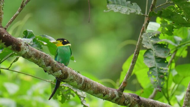 Long-tailed Broadbill (Psarisomus dalhousiae ) birds perched on a branch birdwatching in the forest.
