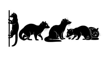 Group of civets isolated on white background in various poses and actions