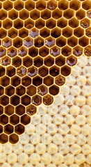 A macro close-up of a natural honeycomb, partially filled with golden honey and capped with beeswax.