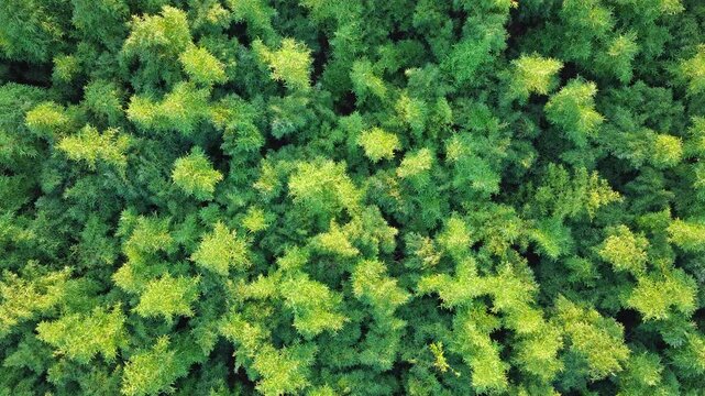 Aerial shot of the green bamboo forest with warm golden sunlight. top view.