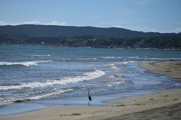 海岸に佇む鳥