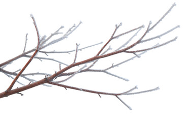 Obraz premium frosty tree branch with ice crystals forming on the twigs isolated on white background