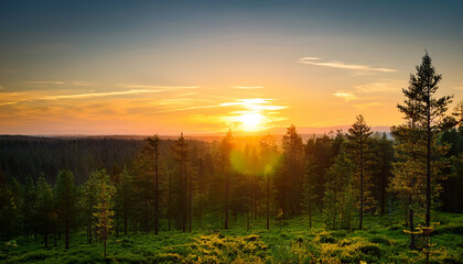 Naklejka premium Sunset In The Forest