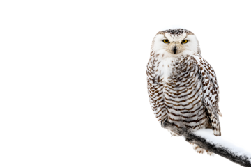majestic snowy owl perches regally isolated on white background