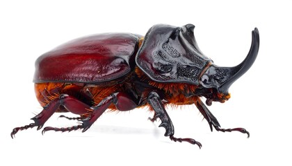 Close-up profile of a large beetle