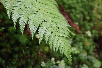 close up of fern leaf