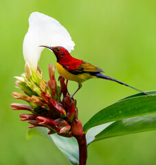 Colorful Sunbird Feeding on Flower