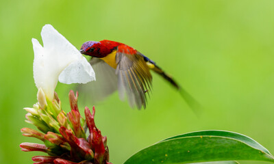 Colorful Sunbird Feeding on Flower