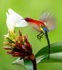 Colorful Sunbird Feeding on Flower