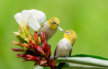 Colorful Sunbird Feeding on Flower