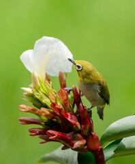 Oriental White Eye On Flower
