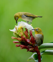 Oriental White Eye On Flower