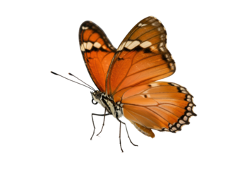 Plain Tiger butterfly with vibrant orange wings partially unfurled, extreme macro close-up with dramatic lighting on a transparent background, Concept of perfection nature and microcosm