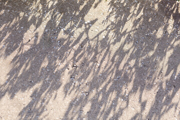 Long shadows of plants falling across a textured concrete surface.