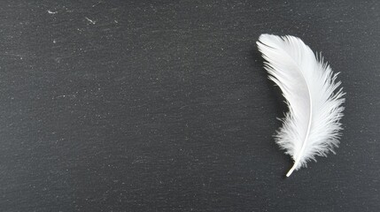 A single white feather on a black surface.