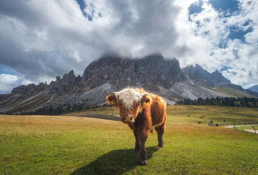 Young Scottish Highland cow standing on grassy alpine meadow with rocky Dolomites mountains in background, Italy. Traditional cattle breed grazing in the European Alps landscape. Funny baby cow