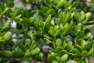 Fresh green succulent jade plant leaves in close-up, symbol of luck, indoor greenery, natural decoration, houseplant care and sustainable living design