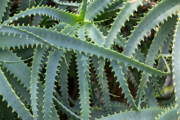 Close-up of aloe plant leaves with serrated edges, symbol of natural healing, desert vegetation, herbal medicine, succulents and sustainable green lifestyle