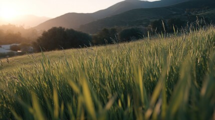 It showcases rolling hills, with green meadows and trees in the background; creating a tranquil ideal for advertising or commercial video content, conveying a sense of peace and the beauty of nature.