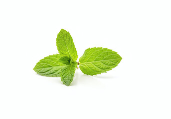 High-quality white background with a mint image.