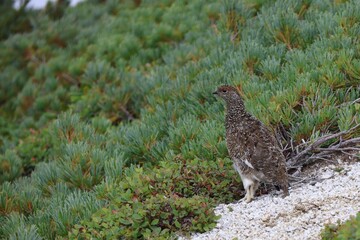 cute rock ptarmigan with Japanese stone pine
