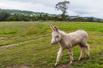 Fototapeta premium A young donkey grazes on a green meadow