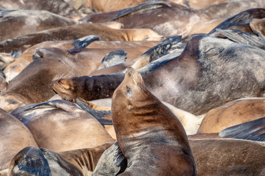 Whole Lotta Sea Lions: Sea Lions Sleeping on the Beach