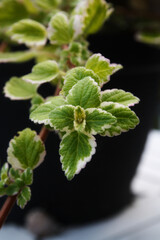 kwiat mięty w czarnej doniczce  © Asnyko