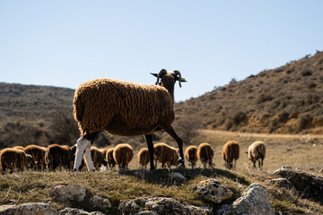 Obraz premium Goat of the 