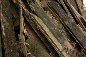 Close-up of weathered wooden boards with moss and plant details.