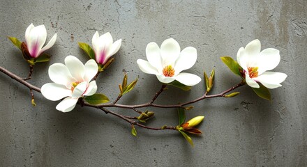 White Magnolia Blossoms on Grey Background flowers bloom spring nature plant floral branch buds leaves texture concrete design
