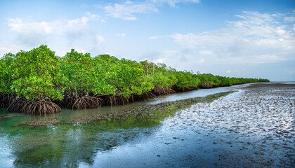 Lush Green Mangrove Forests And Mudflats Create A Unique Ecosystem These Mangrove Areas Serve As Vital Carbon Sinks Effectively Capturing Co2 From The Atmosphere And Contributing To Blue Carbon