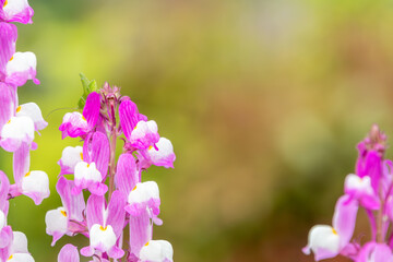ピンクと白のリナリアの花と昆虫