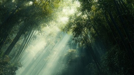 Obraz premium Sunbeams pierce dense bamboo forest. Lush green canopy, sunlight filters through