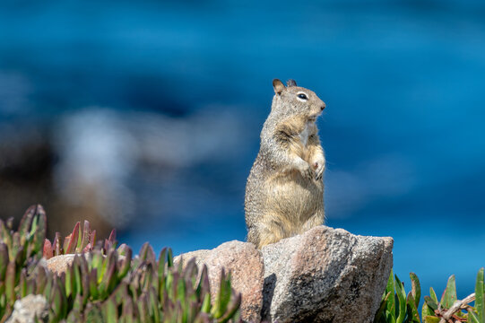 California ground squirrel on a rock along the shore