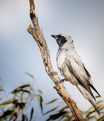 Black faced Cuckoo Shrike bird