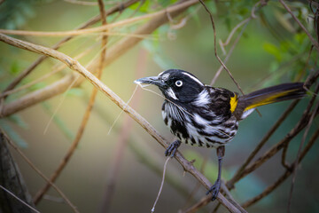 New Holland Honey Eater Bird