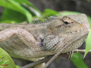 lizard on a tree