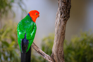 Australian King Parrot