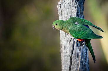 Australian King Parrot