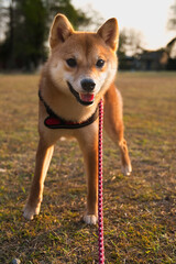 柔らかな日差しを浴びる柴犬 / Shiba Inu Bathed in Gentle Sunlight