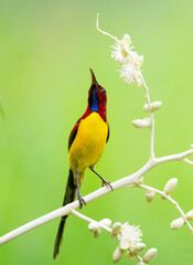 Sunbird Feeding On Areca Flower